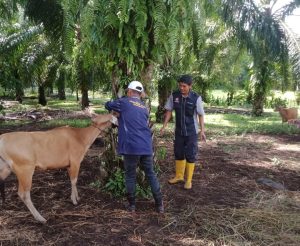 Respon Cepat UPTD Kesehatan Hewan Tangani Sapi Sakit di Desa Tanjung Putus